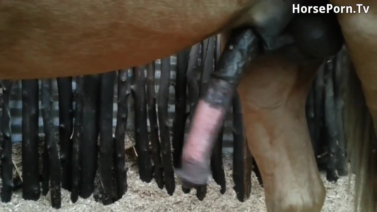 stallion masturbation